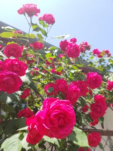 Picture_20190605_122517096