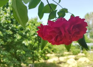 Picture_20190605_122625383