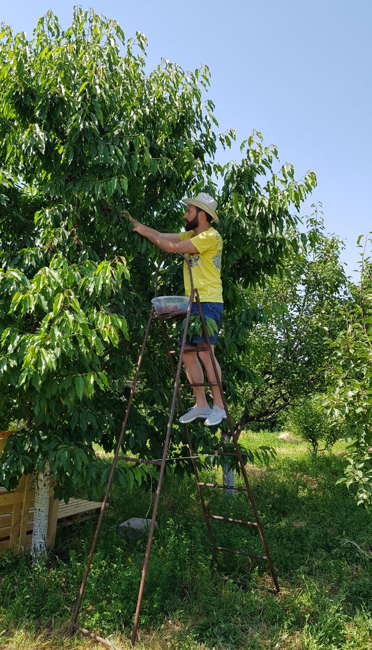 Summer fruits Armenia