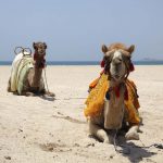 Camels on the beach in Dubai, United Arab Emirates