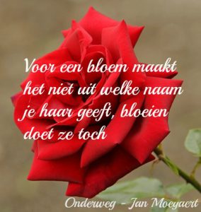 bloem-die-bloeit