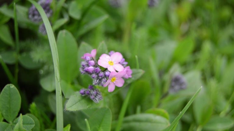 Flower feast May 2018 – Armenia